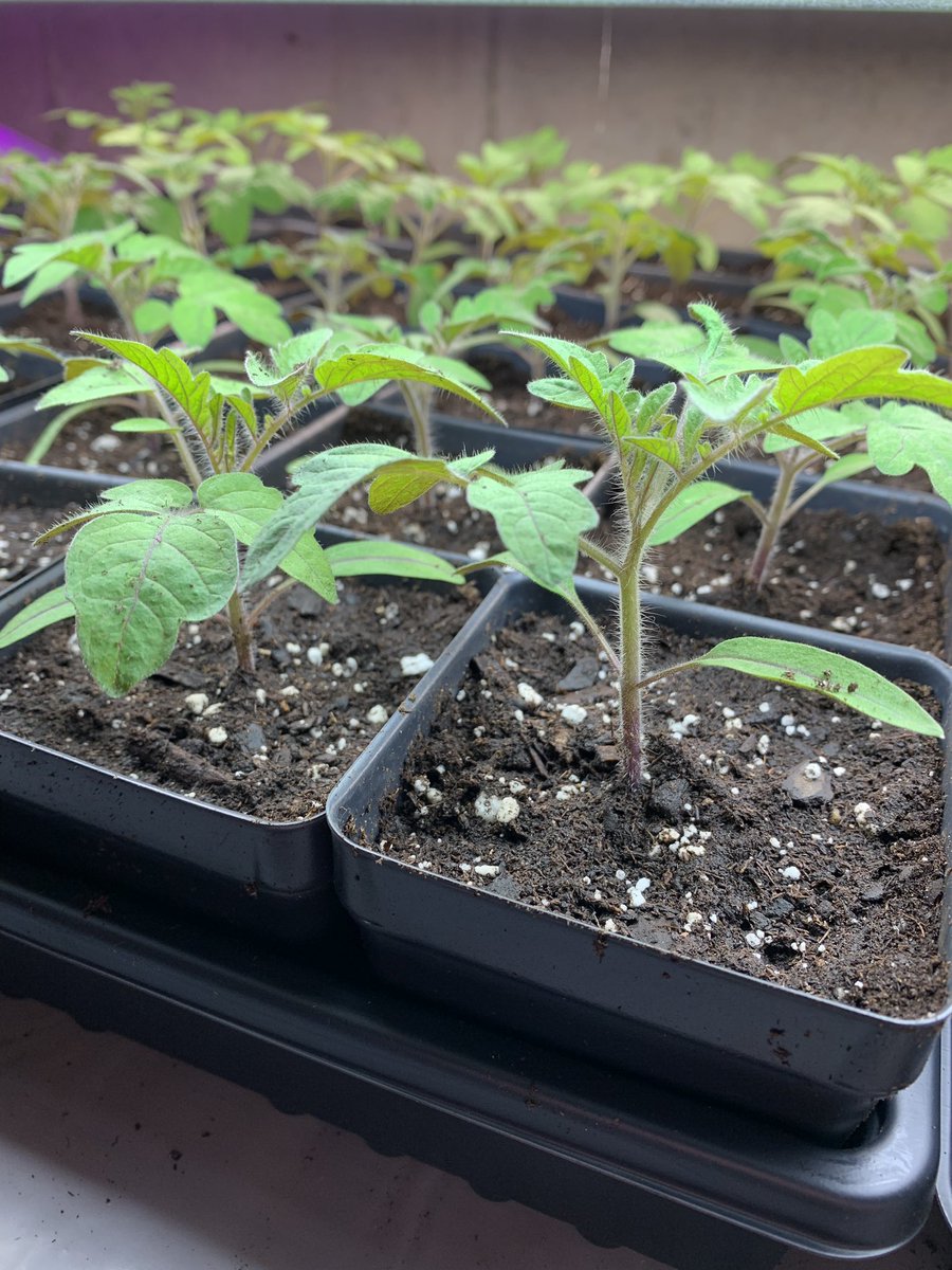 OrganicsFox's tweet photo. These little cherry tomato seedlings are growing fast! A couple more weeks and they will be in the green house. Spring planting season is almost here in central Ohio! #redfoxorganics #organicfarming #organicgardening #veteranownedbusiness #organictomatoes #tomatoplant https://t.co/OyhyIcfpBR