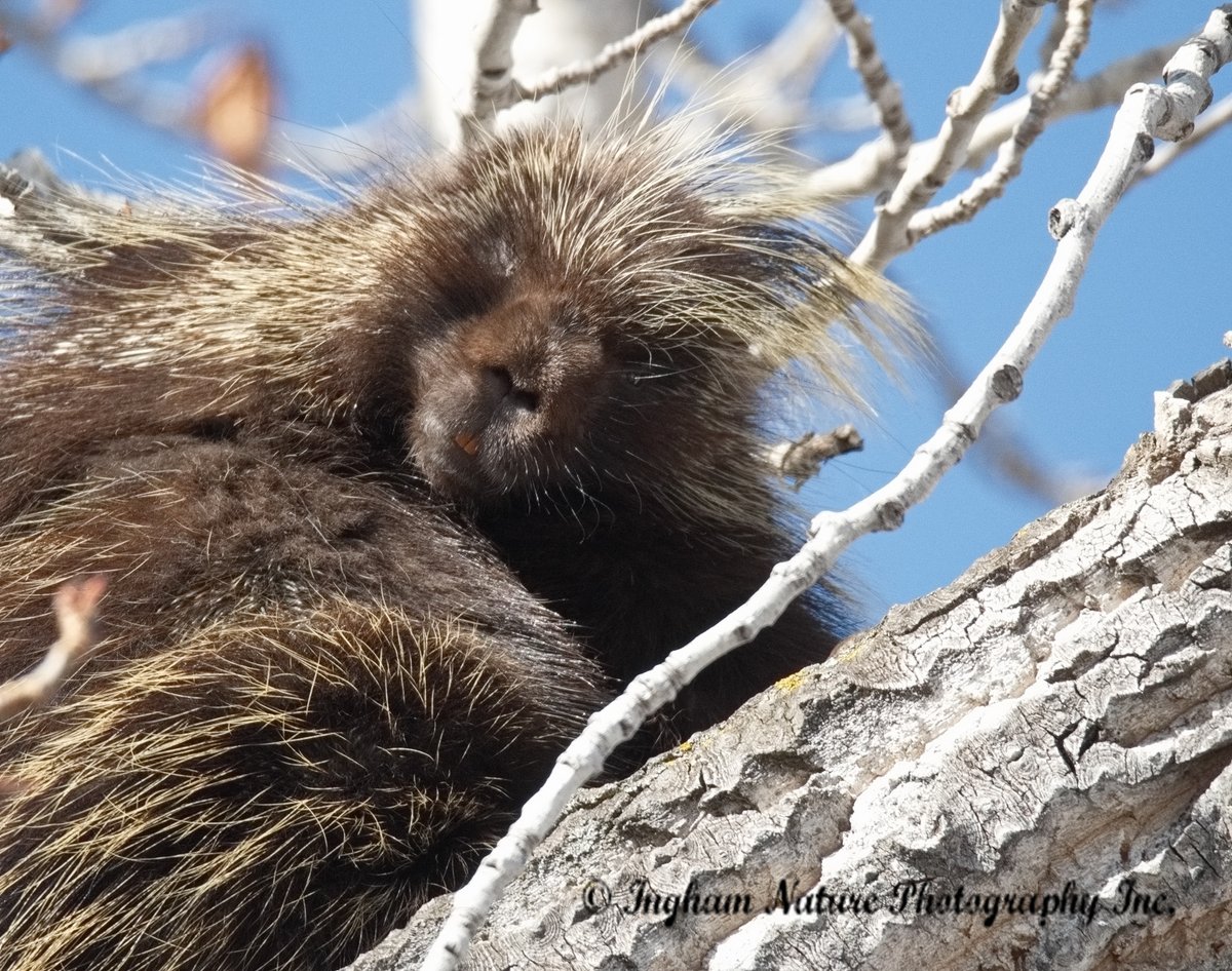 It's National Wildlife Week! So let's make every effort we can to improve life for all our wildlife & in so doing, improve life for all on our Planet.😊#DoMoreForWildlife #porcupine #TwitterNatureCommunity #TuesdayMotivation @ABbiodiversity @FieraBiological @CWF_FCF #wildlife