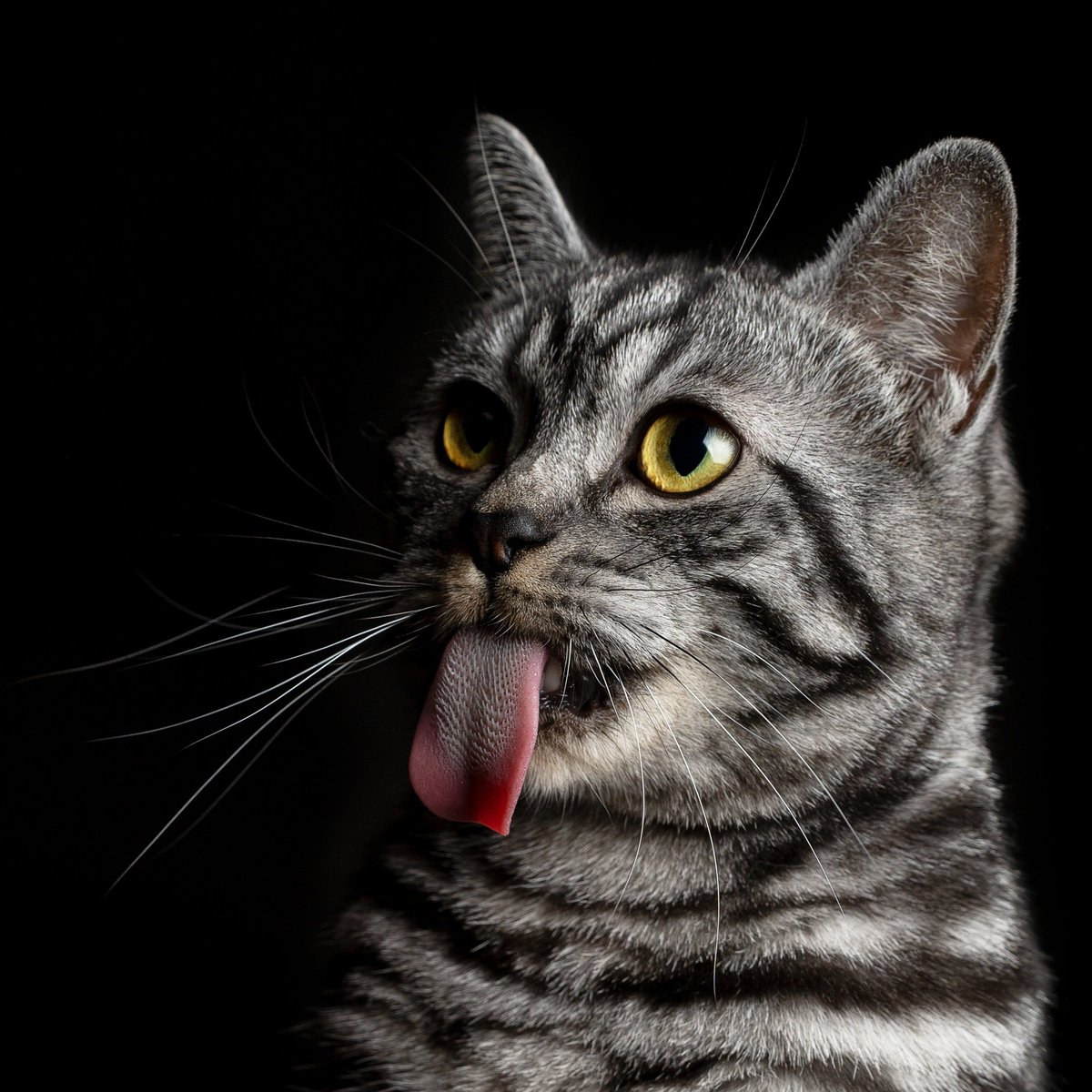 Meomwy says I have a very long tongue.  😝

Is my tongue short or long?

What do you think? 🤪[Balou].
.
.
.
#stayathome #stayhome #wirbleibenzuhause 
#neo_balou #bkh #bsh #bshkitten #bshcat #britishshorthairs #britischkurzhaar #britishshorthairtabby #silvertabby #CatsOfTwitter