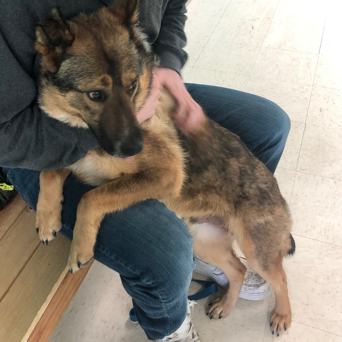 Billy Football Almost Adopted A Coydog The Other Day I Actually Was Able To Tell The Shelter That It Was A Coyote You Can Tell By The Thickness Of The Billy Football Almost Adopted A Coydog The Other Day I Actually Was Able To Tell The Shelter That It Was A Coyote You Can Tell By The Thickness Of The