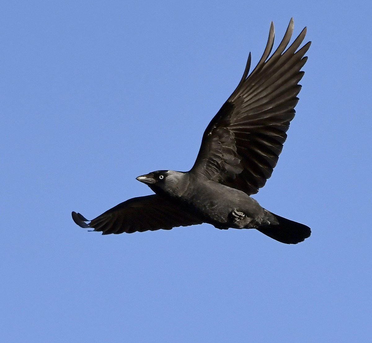 14. Jackdaw Not had one of these small corvids land in my garden yet during lockdown, but they're constantly flying back and forth overhead, calling 'Chack, chack'.  #LockdownGardenBirdsSeen 