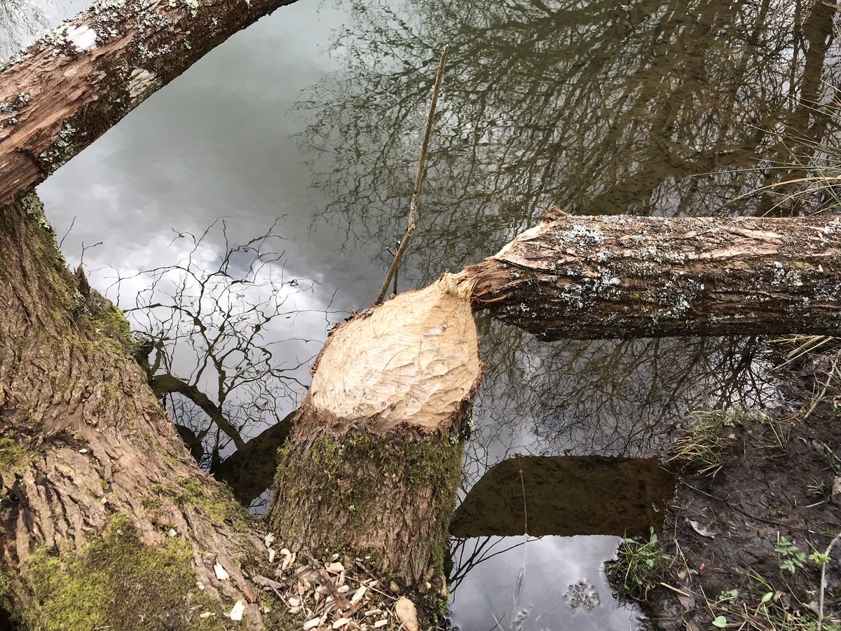danryan_nature's tweet photo. It’s the greatest day of the year. That’s right it’s #InternationalBeaverDay!
Here’s some of the ecosystem engineering by the small family group @CornwallBeaver. Fascinating, wonderful, creatures.
#BringBeaversBack https://t.co/TqoY9ISNuQ