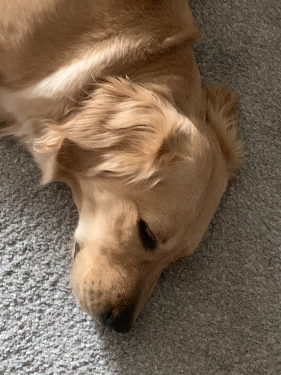 ⁦<a href="/peter_king/">Peter King</a>⁩ resigned dog