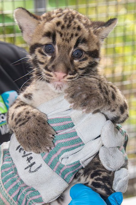 EVBV12jXsAYXsVH?format=jpg&name=small - Em extinção: Zoológico de Miami mostra novos filhotes de Leopardo Nebuloso