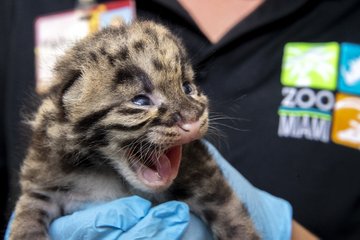 EVBV6KuWAAIMqn1?format=jpg&name=360x360 - Em extinção: Zoológico de Miami mostra novos filhotes de Leopardo Nebuloso