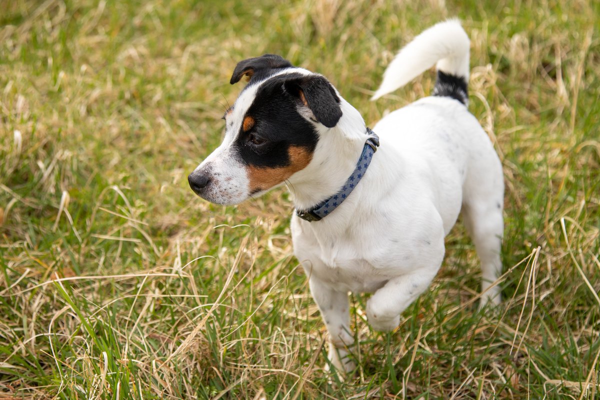 riverdogsuk's tweet photo. Few #dogs can pose as gracefully as Willow, and she does it so easily as though the camera isn't even there! She's doing her bit by staying home and not hanging out with her River Dogs friends, but she certainly can't wait to get back to the gang when all of this is over. https://t.co/5Mf2nYAmYB