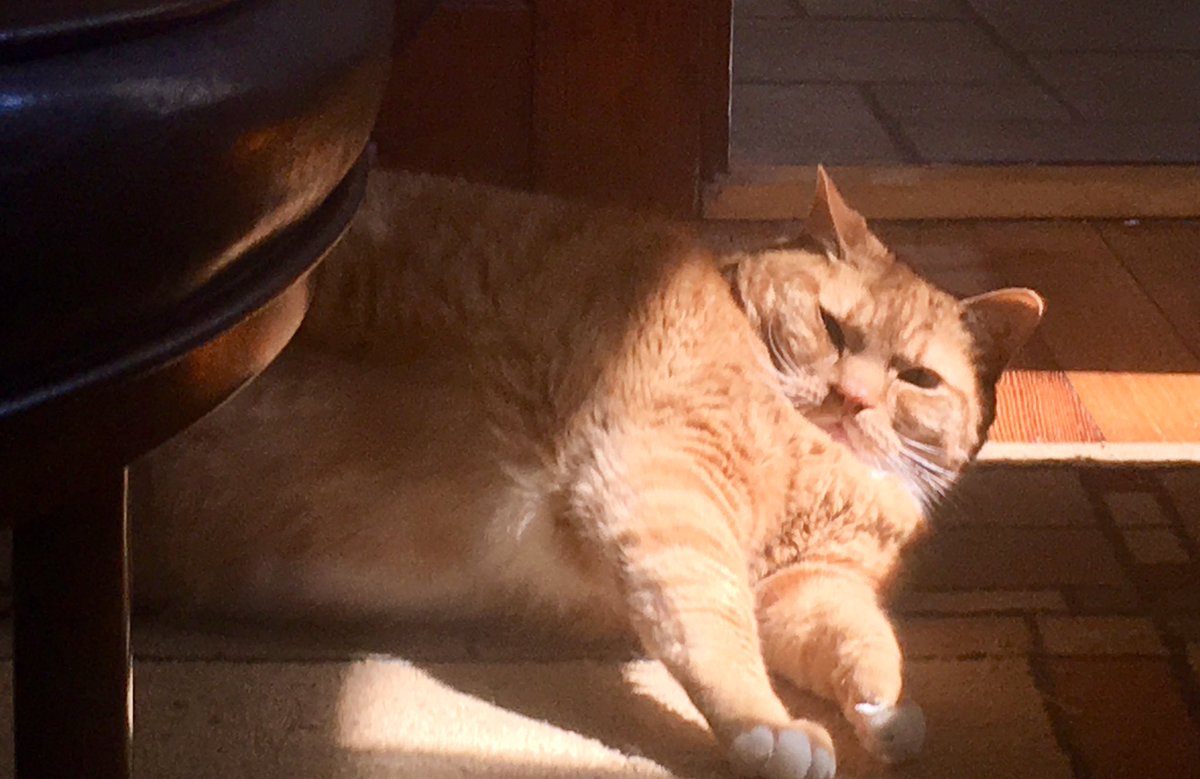TheDailySimba's tweet photo. The sound of sunshine! 😻🔆 #catsofquarantine #CatsOfTwitter #catsofinstagram #lovemycat https://t.co/EQxES90Jgt