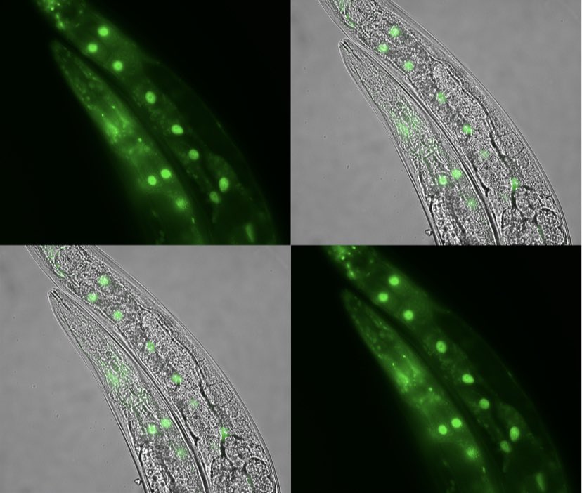 Happy to share our latest, previously on <a href="/biorxivpreprint/">bioRxiv</a> now in <a href="/JCellBiol/">Journal of Cell Biology</a>. Work by <a href="/YasmineJLiu/">Yasmine Liu</a>, <a href="/r_l_mcintyre/">Rebecca McIntyre</a>, <a href="/GeorgesJanssen2/">Georges Janssens</a>! And great collaborators like @William_Mair. Mitochondrial translation and dynamics synergistically extend lifespan in C. elegans through HLH-30. ⬇️