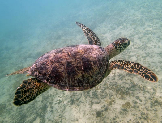 UTMBiology's tweet photo. how to encourage your students to do their best?

Prof. @bailey_mcmeans posts the top final assignments on the #UTMBiology website. 

Read here 
https://t.co/9rwSXp6i1c
#MarineEcology
#bestundergrads https://t.co/Hl9k0vkaNN