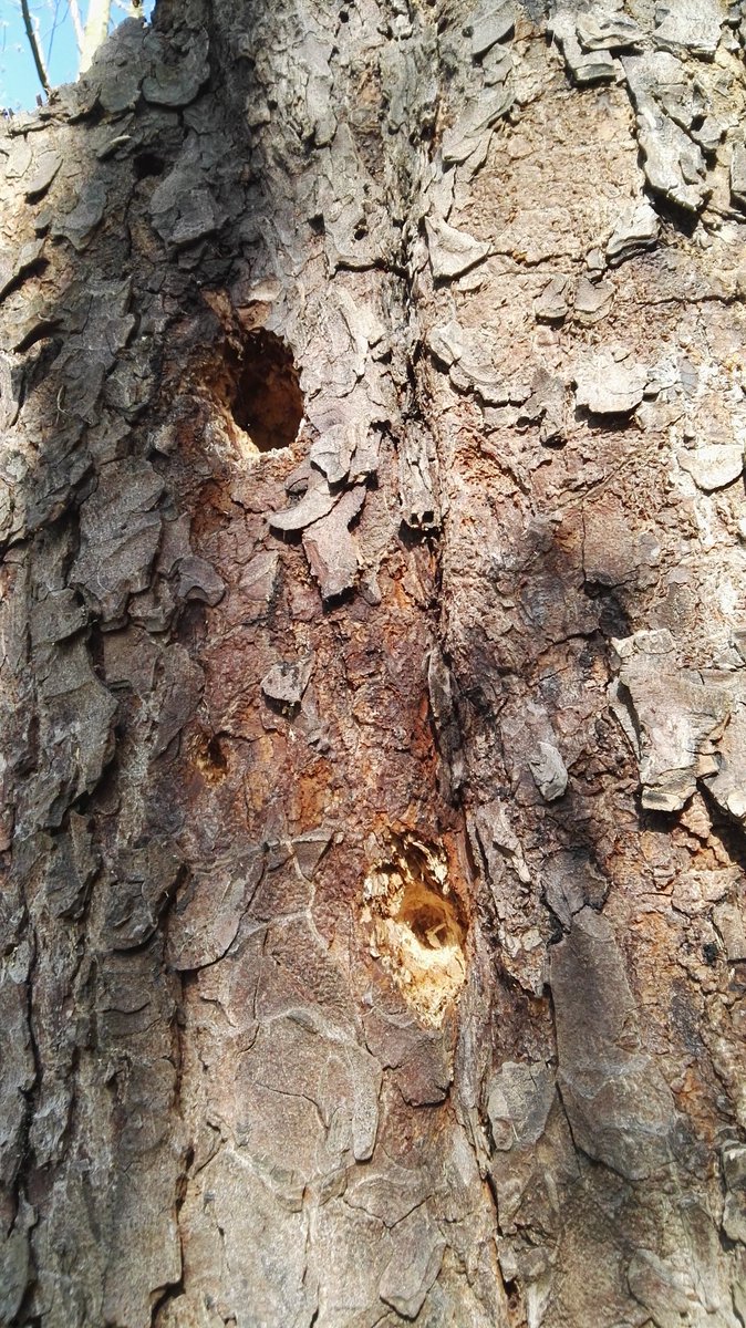 Staand dood hout is van levensbelang in een bos #datuhetweet. In het hout maken larven van bv kevers en nachtvlinders gangen en hakken spechten holtes uit. Schimmels dragen ook hun steentje bij aan de kringloop. Tal van leven is van dood hout afhankelijk. Laten staan dus!