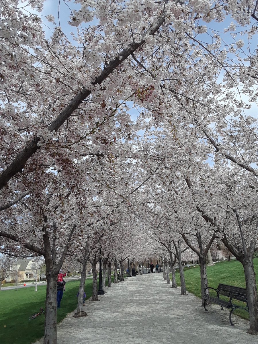 TreeUtah (@treeutah) on Twitter photo TreeUtah loves these trees <a href="/UTStateCapitol/">UTAH STATE CAPITOL</a> Nothing like spring blossoms! #treeutah #trees #spring #BlossomWatch #Blossom TreeUtah loves these trees <a href="/UTStateCapitol/">UTAH STATE CAPITOL</a> Nothing like spring blossoms! #treeutah #trees #spring #BlossomWatch #Blossom