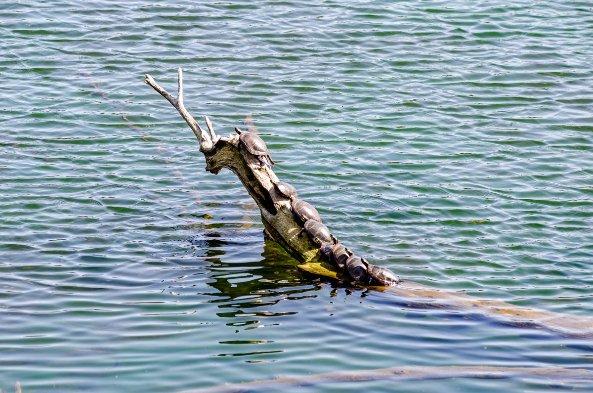 ChastityCo's tweet photo. @GovMurphy These guys just don't get it. 😄 #SocialDistancing The Turtles of #HighlandLakesNJ https://t.co/lbZDjJlk8V