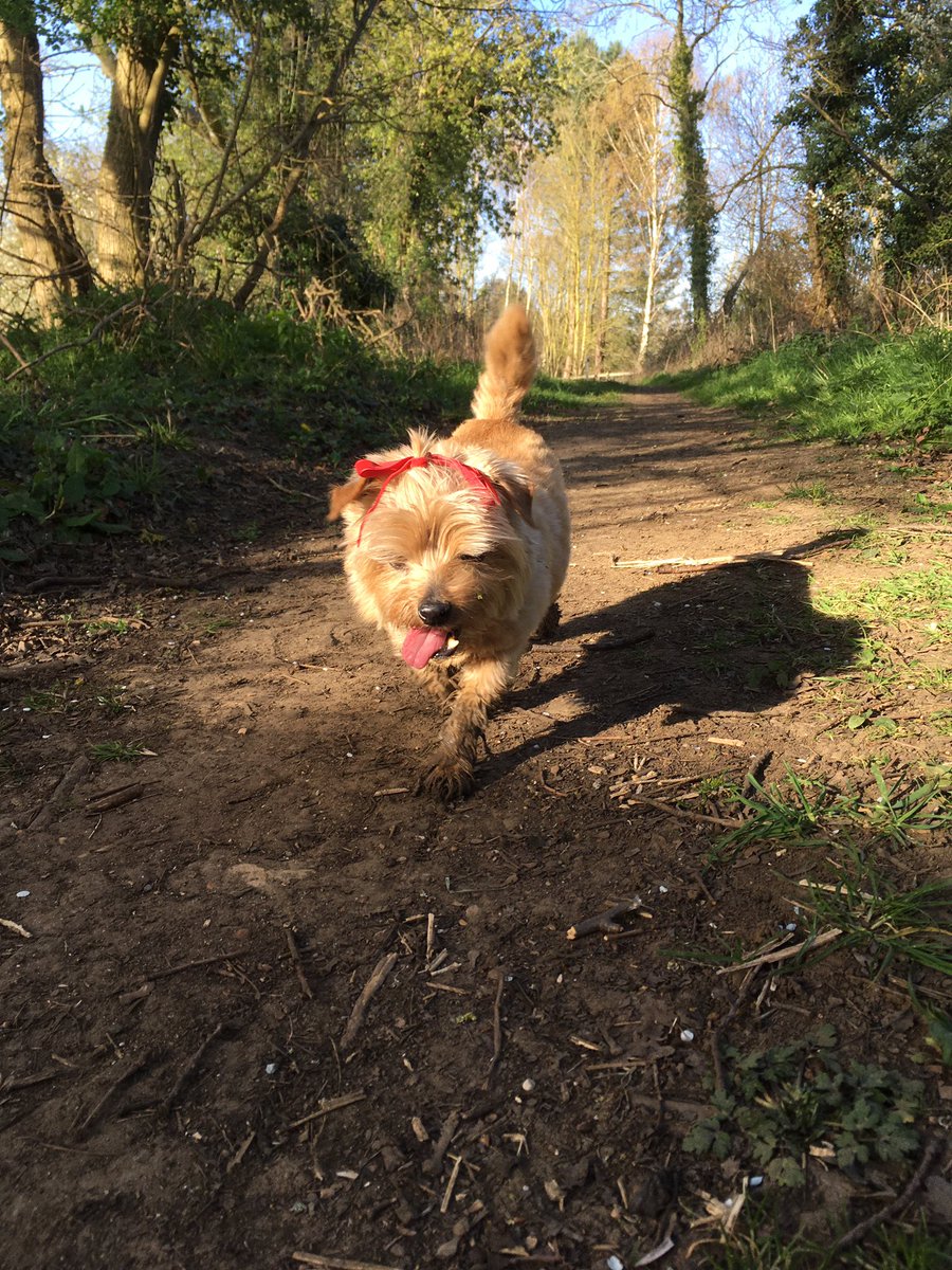 paulinedaniels's tweet photo. Mud glorious mud.!! #flandersandswan #mud #hippo #1hourwalk #onthefarm #tiwi #foufou #feelingstupid #suffolk https://t.co/vTZPbUD3rl