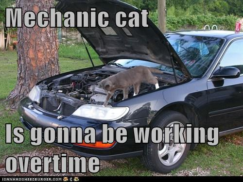 This kitty’s sure working hard. But is it certified like our Mancinelli’s tech’s? #MancinellisAutoRepair #AutoRepairDenver
