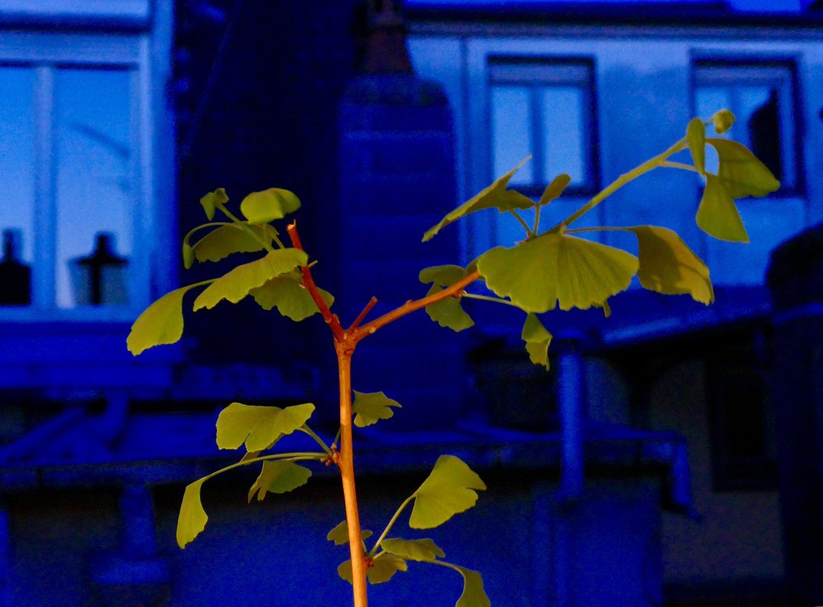 nathdebesac's tweet photo. Bébé #ginkgo de #Micaud prend l’air #confinement #Besancon https://t.co/swcw2uYzbA