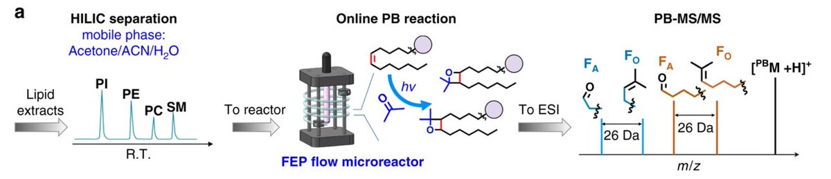 Most recently, Yu Xia and colleagues have implemented this workflow on a large scale to determine C=C position in more than 200 unsaturated glycerophospholipids  https://www.nature.com/articles/...