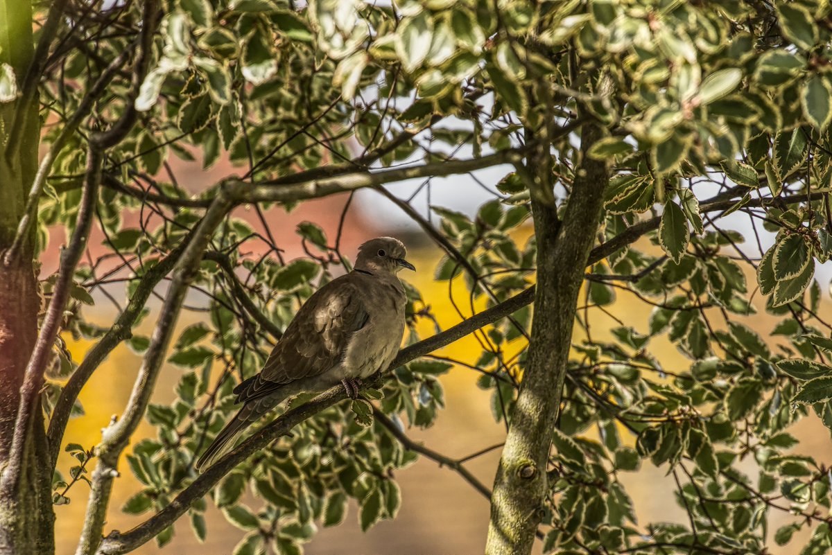 abuzzandaflutter.co.uk tweet media