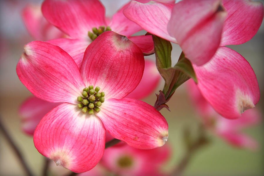 CarolLeeMiller's tweet photo. “Pink Dogwood" #photography #art #artist #creative #inspiration #design #style #decor #home #gifts #dogwood #pink #spring #flowers #beauty #nature https://t.co/oonFIqvgq8 https://t.co/JnPrBmNsrX
