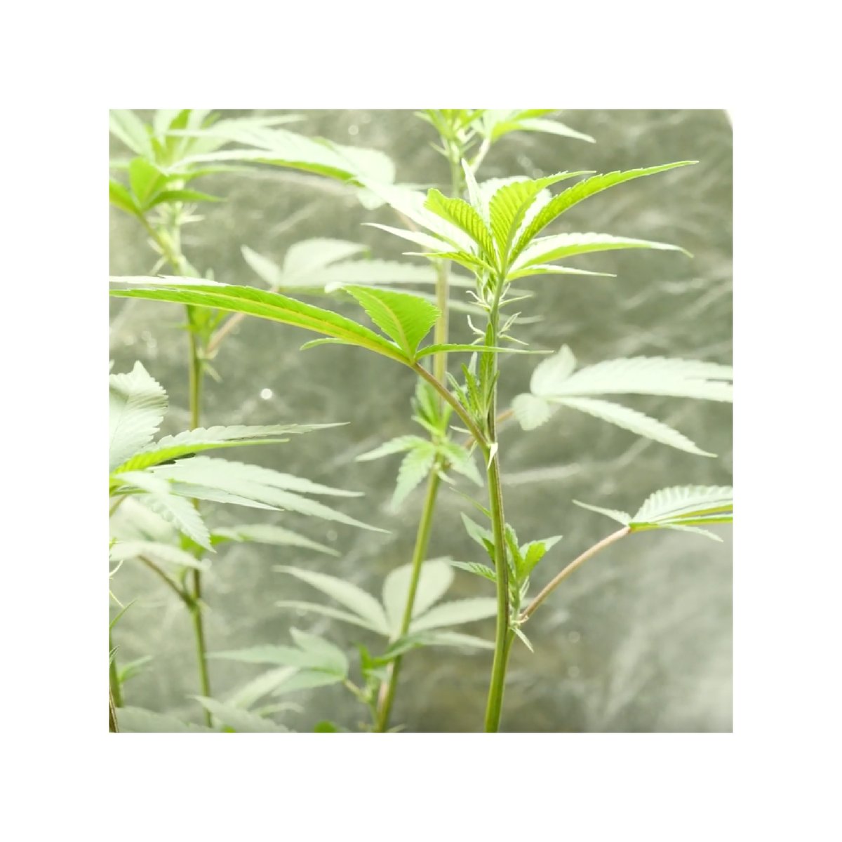 growyourfour's tweet photo. Great ganja!
#growyourfour #educate #inspire #cultivation #growyourown #420 #cannabis #cannabiscommunity #marijuana #grow #plants #garden #mmj #homegrow #goals #buds #green #highsociety #indoorplants #info #knowledge #success #canada #highlife #weed #growers #dank #dope https://t.co/ld6aqeHBE6