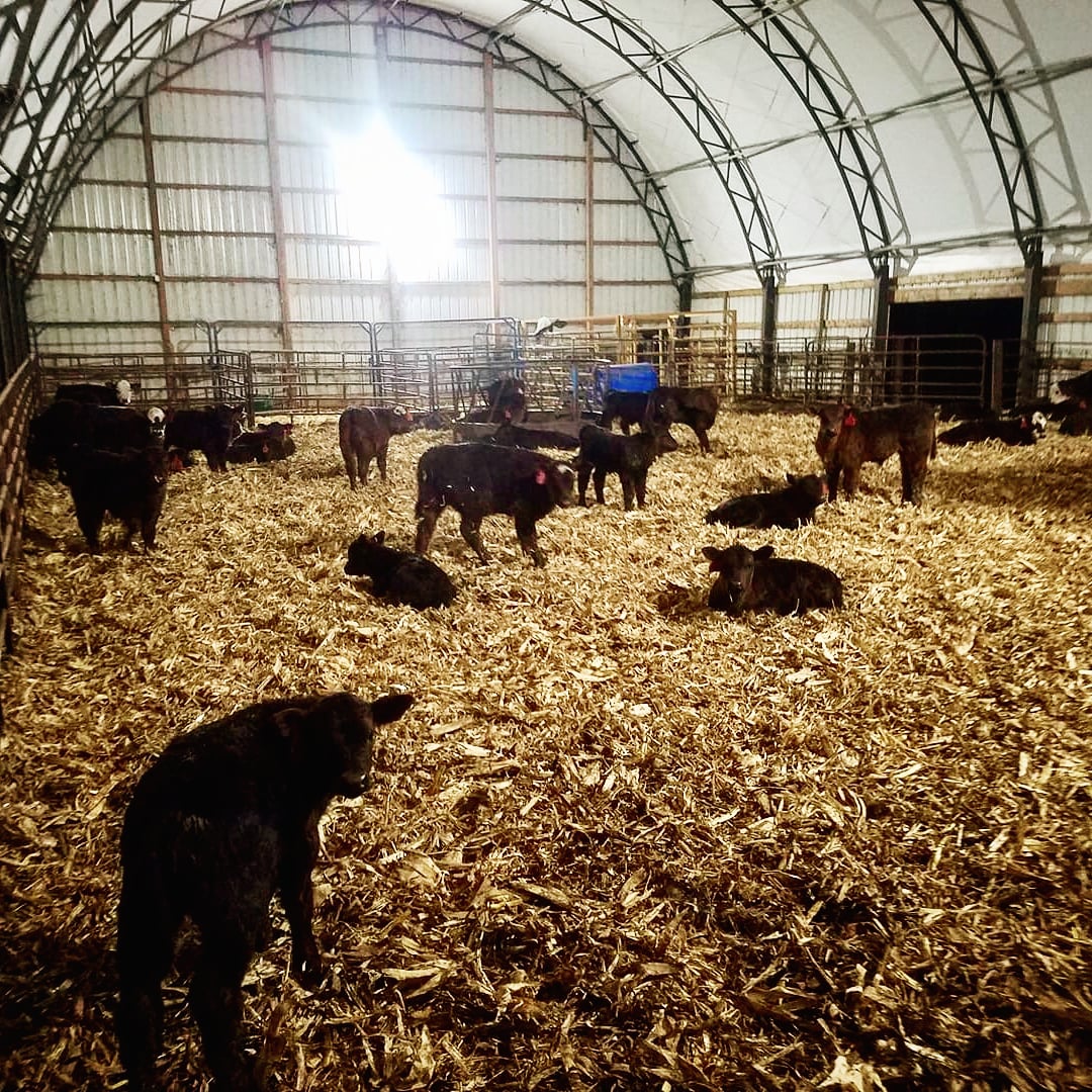 siouxsteel's tweet photo. Looking for a less stressful #CalvingSeason? ๐ฎ Livestock will thrive with the natural lighting & excellent ventilation provided by #ProTecBuildings! Visit https://t.co/uUpXxWLcqd to learn more! #ProTecBuilding #SiouxSteel #FarmLife #Cattle https://t.co/MfmHkIp2T1