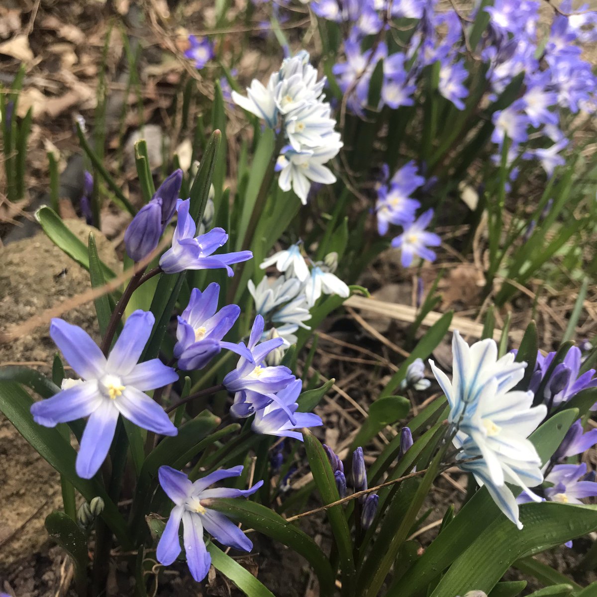 seanjamesdesign's tweet photo. Pt. 1
Todayโs little treasures in the garden
#CotoneasterBerries, violets (Edible and food for #FritillaryButterflies), & #MinorBulbs: Pushkinia & Chionadoxa https://t.co/iryYR06Ask