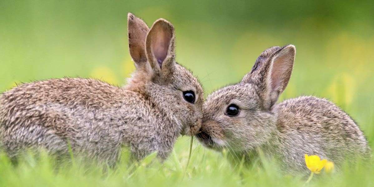 please look at these adorable bunnies and admire how adorable they are together paging  @CatSWrites photo credit: Getty Images