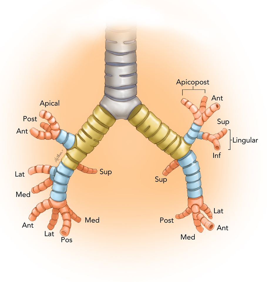 Elliot K Fishman / CTisus.com tweet media