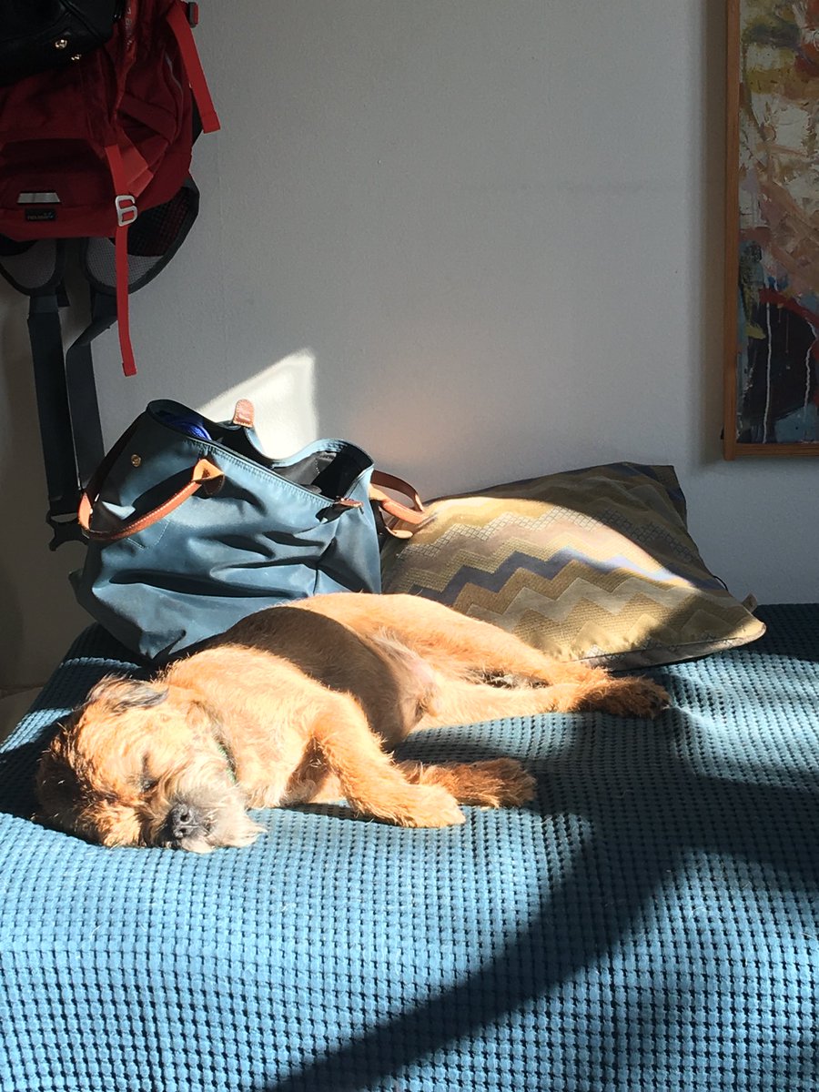 #WorkingFromHome makes you realize your dog enjoy life