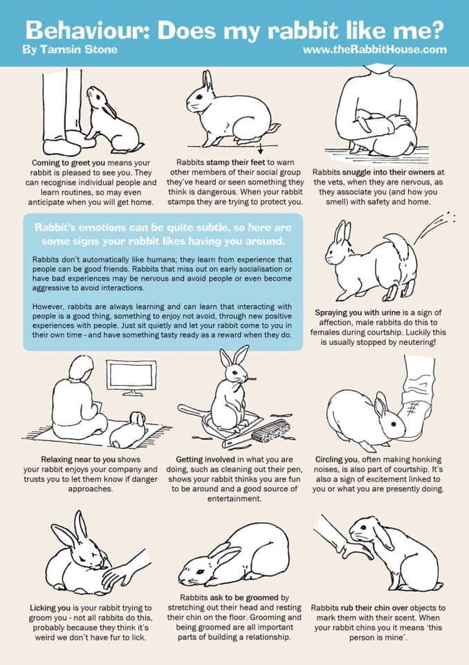 Galway Spca Sur Twitter Rabbits Are One Of The Most Misunderstood And Underrated Pets Rabbits Are As Affectionate And Entertaining As Dogs And Cats When Given The Chance To Express Their