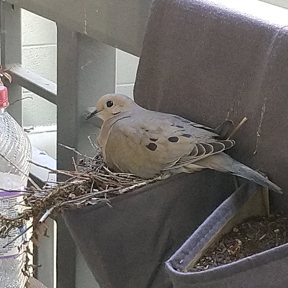 here she is, if she's not a dove then sorry, I'm not a birdologist(don't worry, I took it through the window)