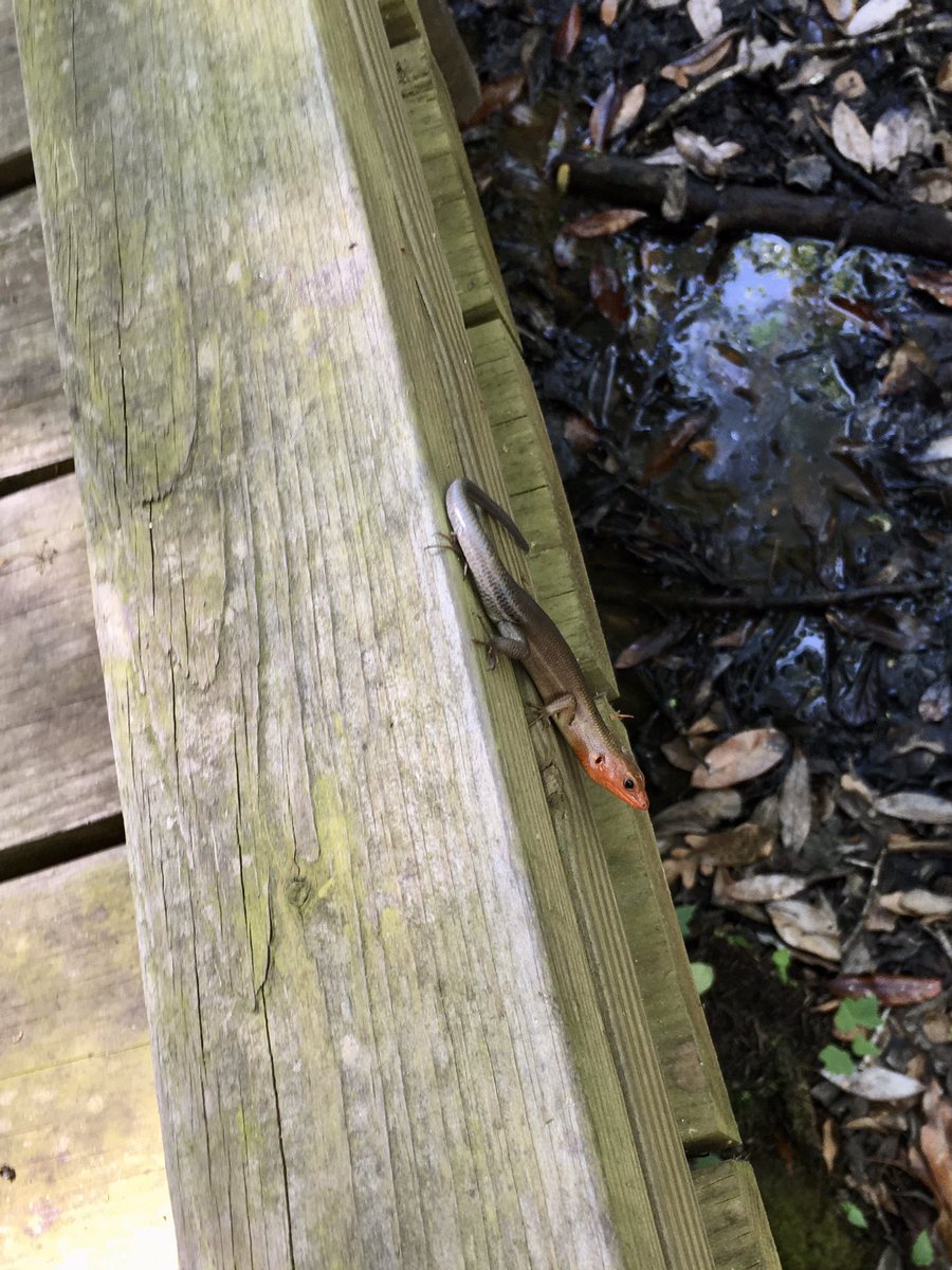 HC_Youmans's tweet image. Broad-Headed Skink 👇🏼 After seeing one on our walk, we looked it up and leaned that it is the largest of Florida's skinks with some growing to more than a foot long #backyardscience