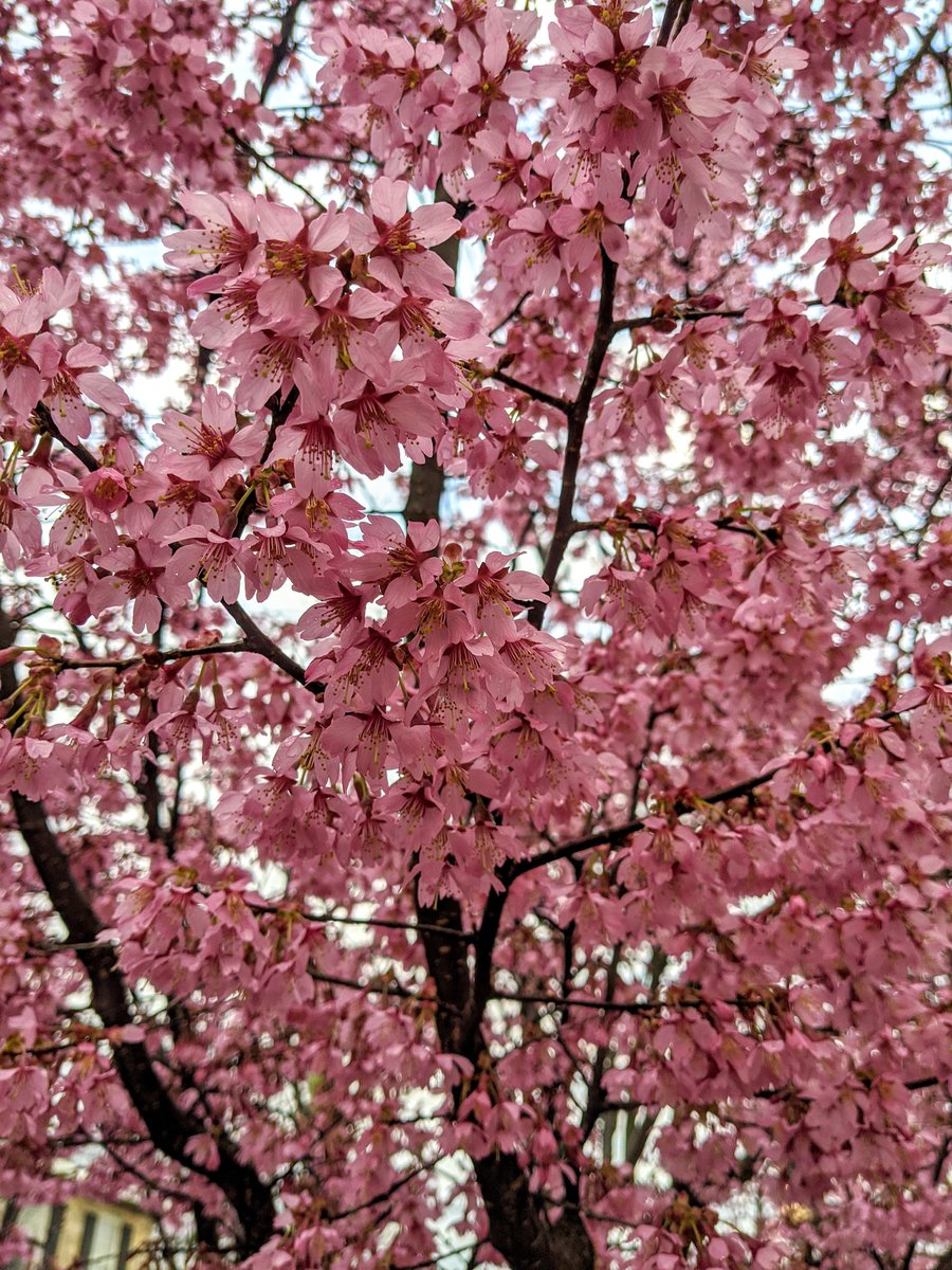 Ms_KatieNieves's tweet photo. Every day I've been trying to take a picture of another flower that has bloomed outside. Helps me stay positive. 🌼🌷🌸 https://t.co/loJYRQwWaE
