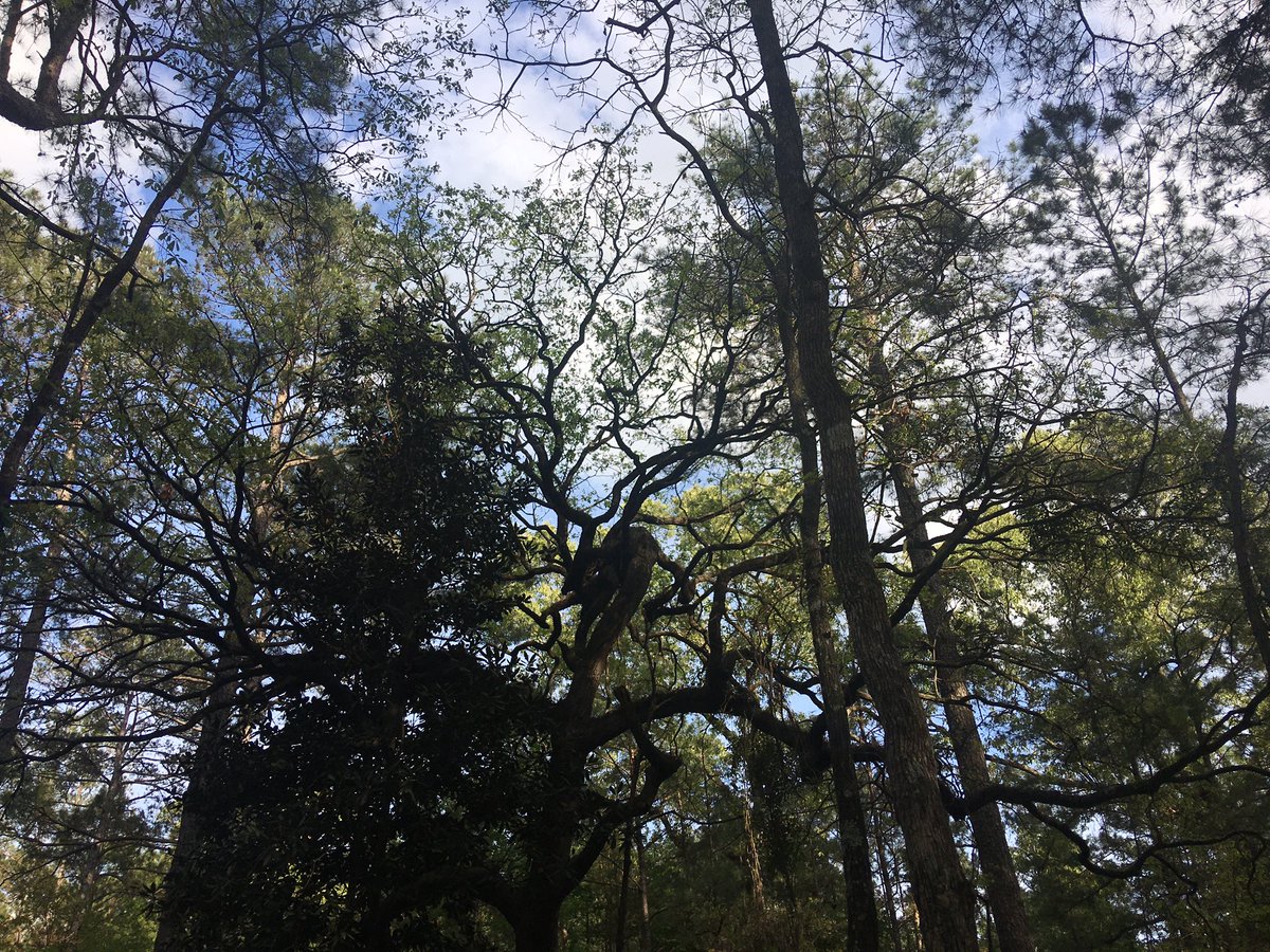 We 😍 these wild trees on the Wild Azalea Trail!! #explorecenla #feedyoursoul #OnlyLouisiana