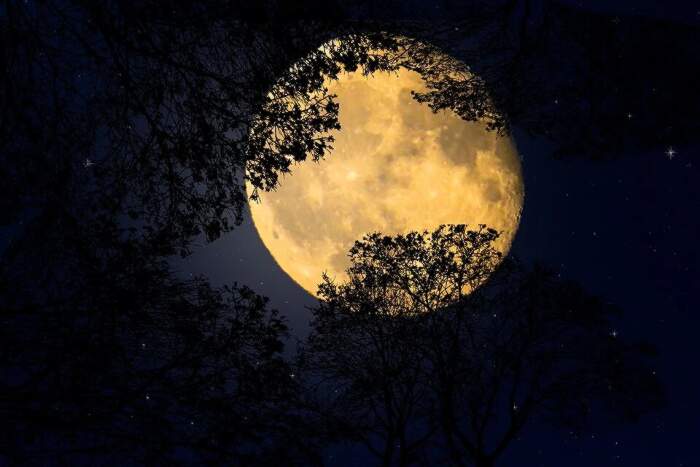 La #SuperLuna di stanotte viene anche chiamata “rosa” per celebrare il bellissimo muschio rosa che fiorisce in primavera in USA e Canada #NotteConUnaFoto a #CasaLettori @adelestancati @crucant @riggio_carla @ragazzoBlues @Tata27011 @passionecielo @Peppe2379