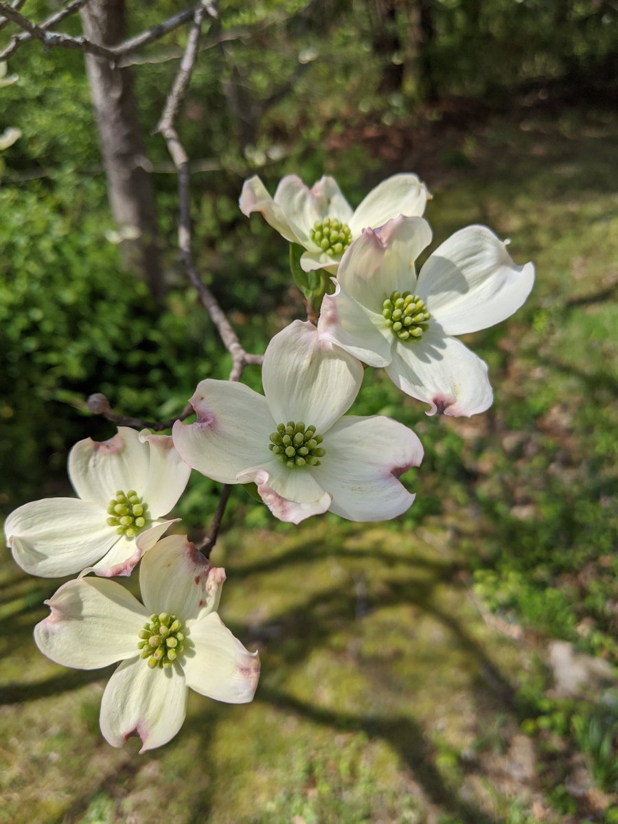 Fig_119's tweet photo. Adding some beauty to your day. Here are some flowers I saw on my walk today. Are you getting outside to enjoy spring? #flowers #getoutside https://t.co/akJ6Le6dVe