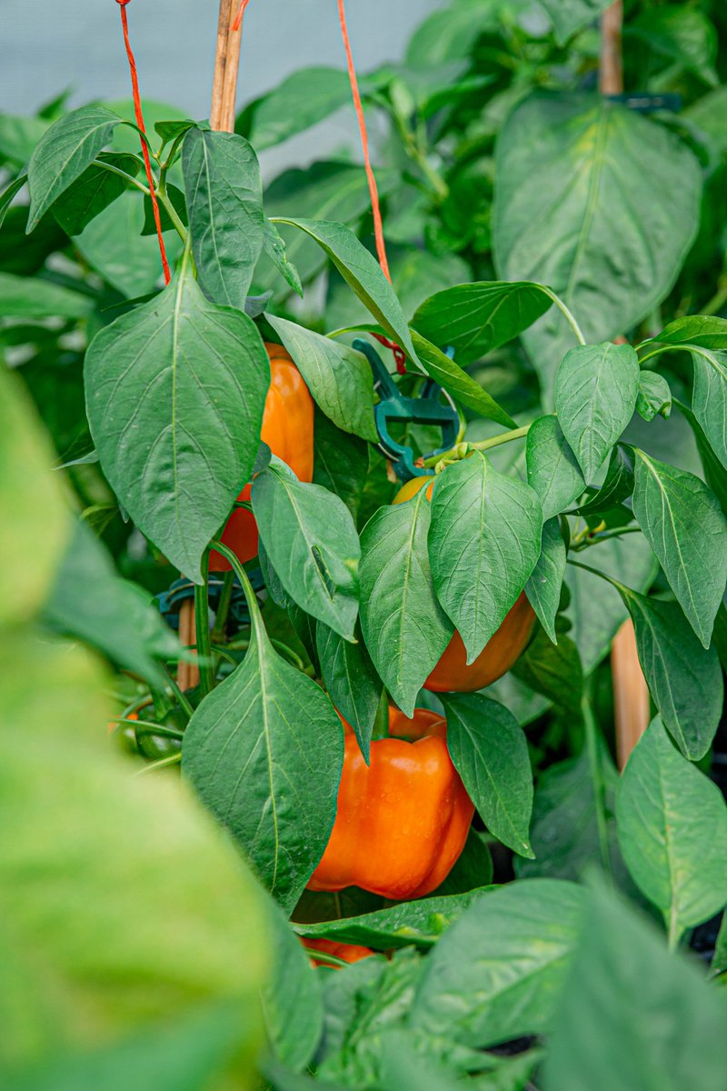 OpenFarmDays's tweet photo. For those celebrating upcoming holidays, Easter, Passover, & Ramadan (or if you just need some delicious food) don't forget you can purchase food from a local farmer!
ICYMI, we created a list of farms in Alberta that are selling online or have a storefront
https://t.co/9tIbmtYGeN https://t.co/SKzOmT8wmW