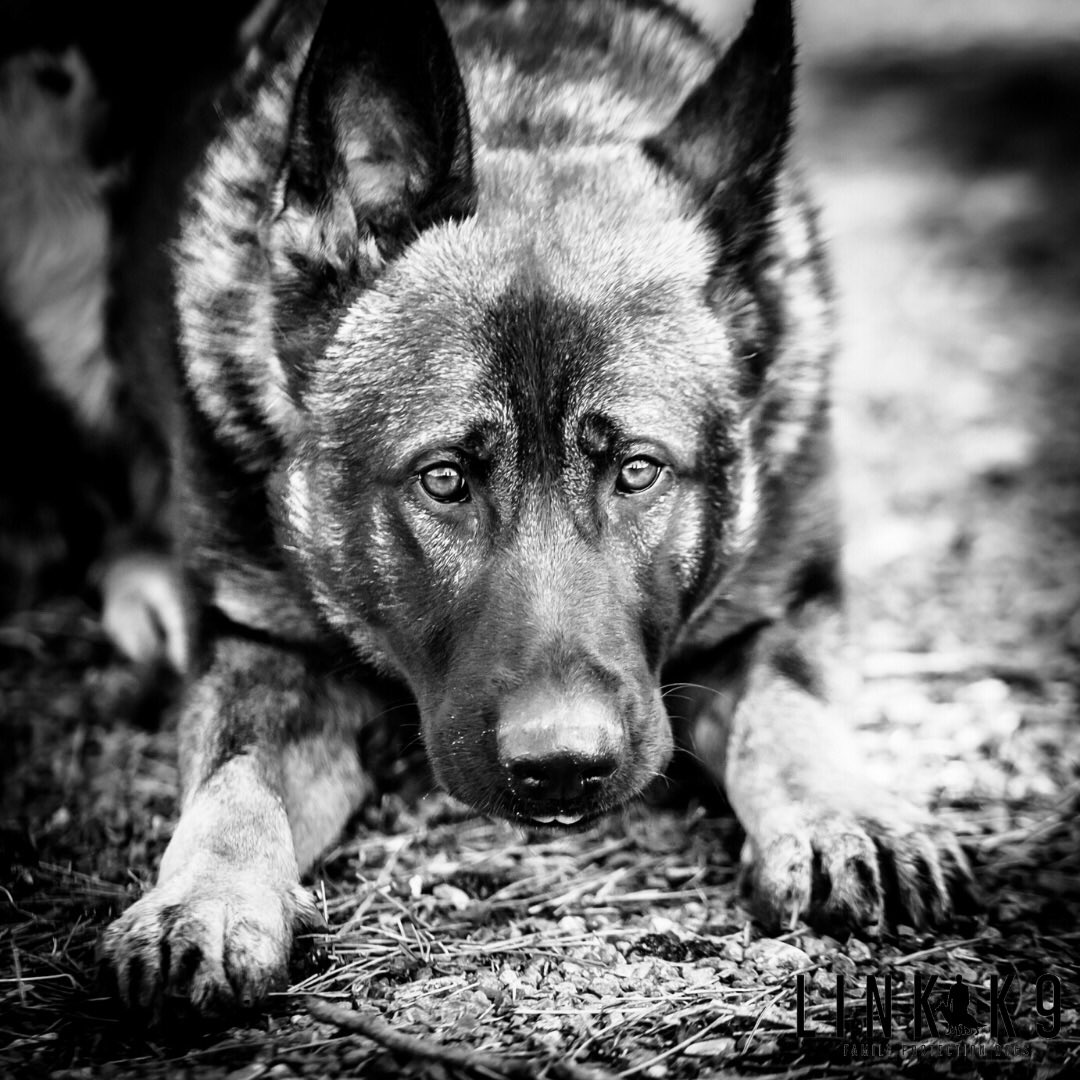 link_k9's tweet photo. 🐕 📷
⁣#protectiondog #lovemydog #doginstagram #dogsoftheday #ilovemydog #igdogs #dogsofig #instapet #doglover #ilovedogs #dogs #dogofinstagram #dogsofinstaworld #germanshepherd #gsd #germanshepherds #gsdofinstagram #gsdlovers #gsdstagram #loyalty #liverpool #linkk9⁣⁣⁣⁣⁣ https://t.co/c6T79m9kPR