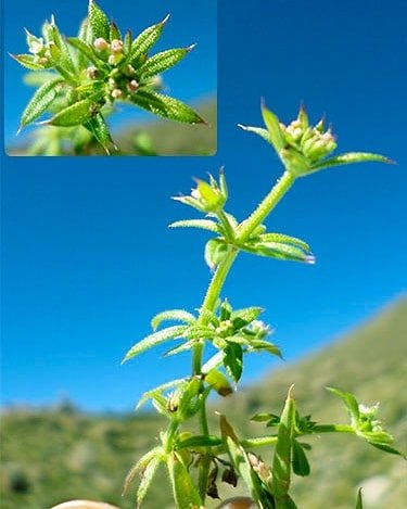 Shupsil's tweet photo. 𝘎𝘢𝘭𝘪𝘶𝘮 𝘢𝘱𝘢𝘳𝘪𝘯𝘦
#Rubiaceae
Today's #smallplant #nonative found the in #Andes of #Peru
More info: https://t.co/eLzdW1Z2KM https://t.co/LMAN3GHBrY