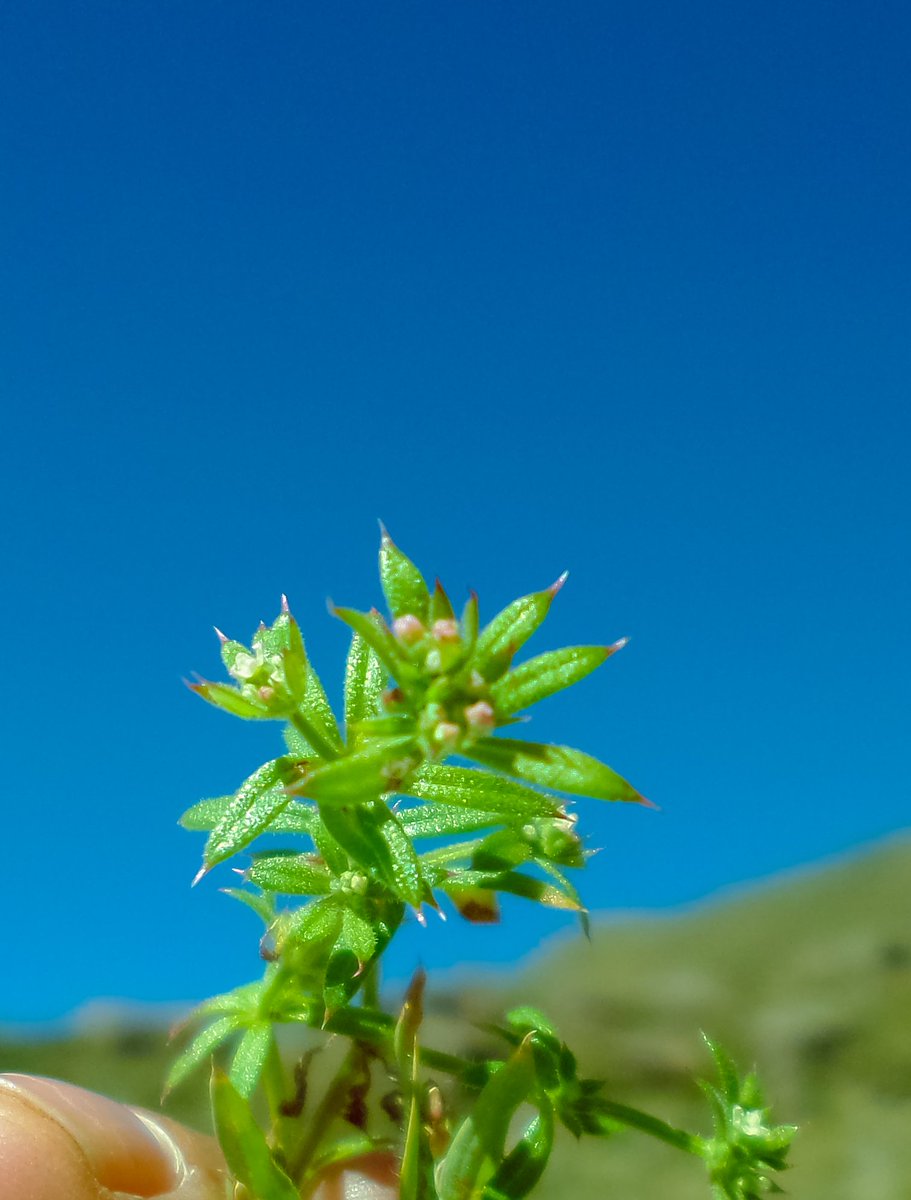 Shupsil's tweet photo. 𝘎𝘢𝘭𝘪𝘶𝘮 𝘢𝘱𝘢𝘳𝘪𝘯𝘦
#Rubiaceae
Today's #smallplant #nonative found the in #Andes of #Peru
More info: https://t.co/eLzdW1Z2KM https://t.co/LMAN3GHBrY