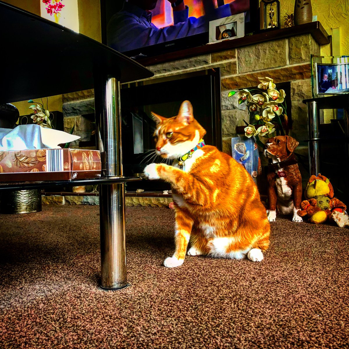 TheJaspeee's tweet photo. Shake my paw 🐾 #catmodel #CatsOfTwitter #CatsOnTwitter #catsofinstagram #catsofquarantine #Catskills #cats_of_world #CatsOnLockdown #popularcat #famouscat IG Thejaspeee https://t.co/xDQ1Bj2Sar