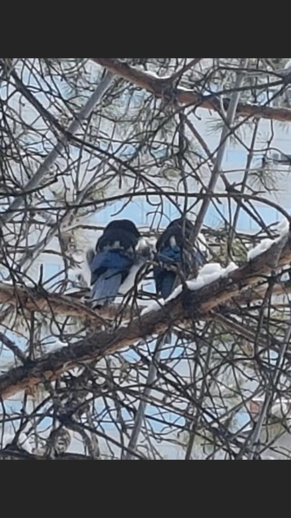 One of the benefits of working from home?
Watching these little squawkers get ready for spring.
Honestly never thought I would enjoy having magpies outside my window.
But it's a crazy new world.