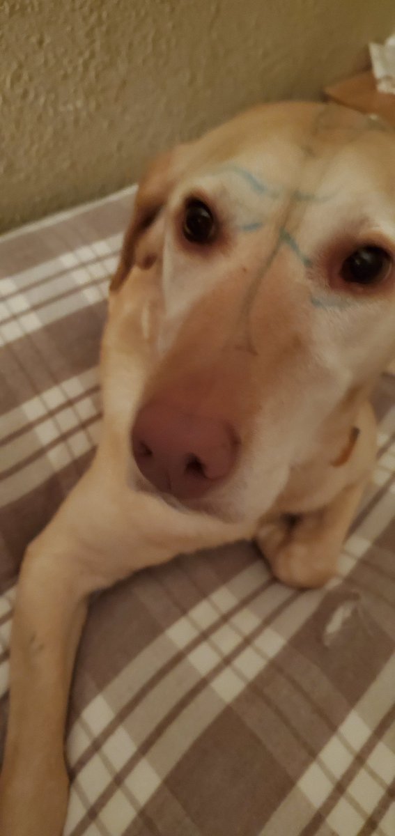 RamirezScience's tweet photo. I have a budding artist on my hands. This is just some of the art Evan did. You should see the door, walls, and his toys! Blonde is such a good girl. She loves her human! #QuarantineLife #LoveThisKid https://t.co/JFwiuouSmp