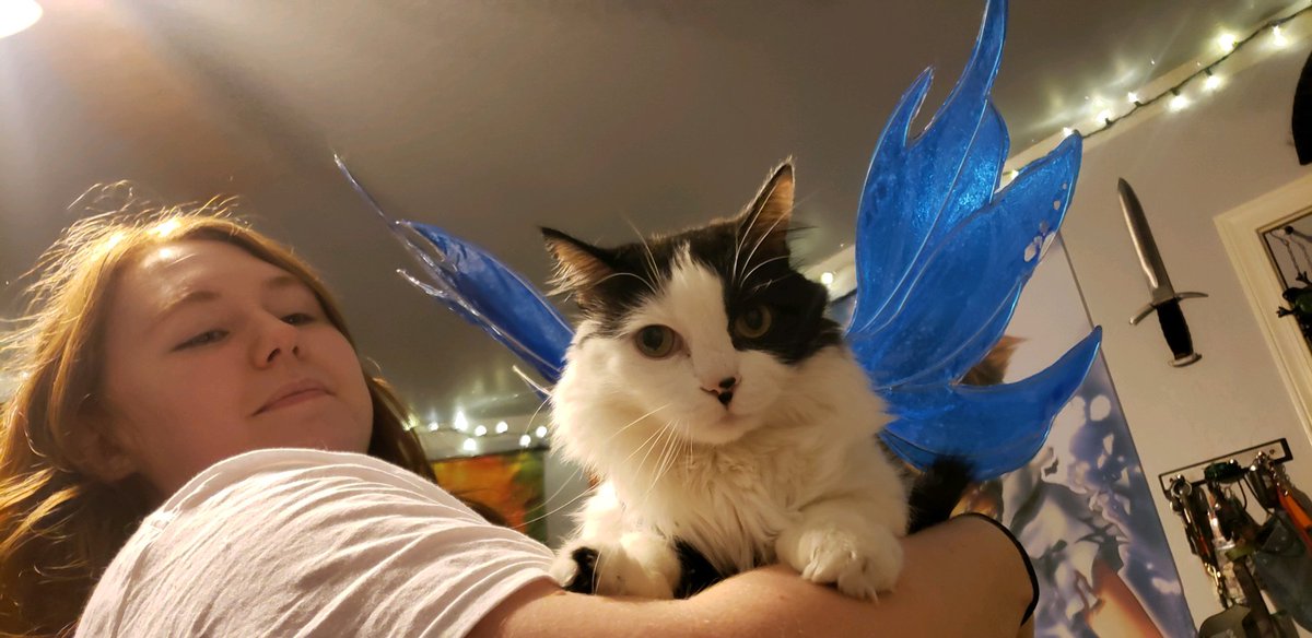 RanaFroggie's tweet photo. Just in case you haven't had enough of my Fairy shenanigans. I made a pair for my cats
I was surprised at the cats that were cool with it, I expected them to freak out the most
#pet #fairy #animal #animalfairywings #wingsmith #fae #fantasy #faerie #wings #cosplay #cosplayingcats https://t.co/WKCT6Dcz3Z