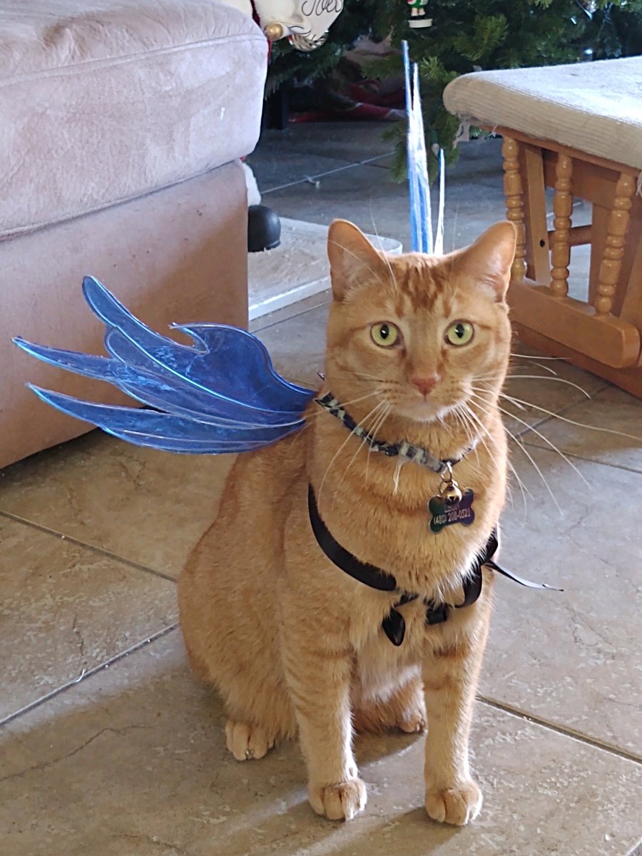 RanaFroggie's tweet photo. Just in case you haven't had enough of my Fairy shenanigans. I made a pair for my cats
I was surprised at the cats that were cool with it, I expected them to freak out the most
#pet #fairy #animal #animalfairywings #wingsmith #fae #fantasy #faerie #wings #cosplay #cosplayingcats https://t.co/WKCT6Dcz3Z