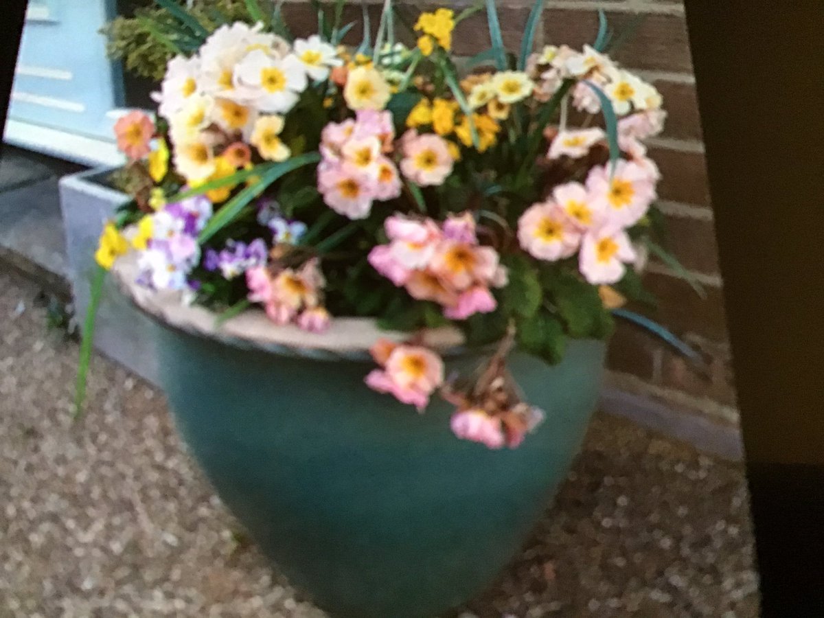 We may not be able to carry on with our blooming projects at the moment, but we would like to share with you some photos from members of our group who are finding plenty of time to attend to their own gardens ☺ Here's a pot of spring cheer from Margaret’s garden