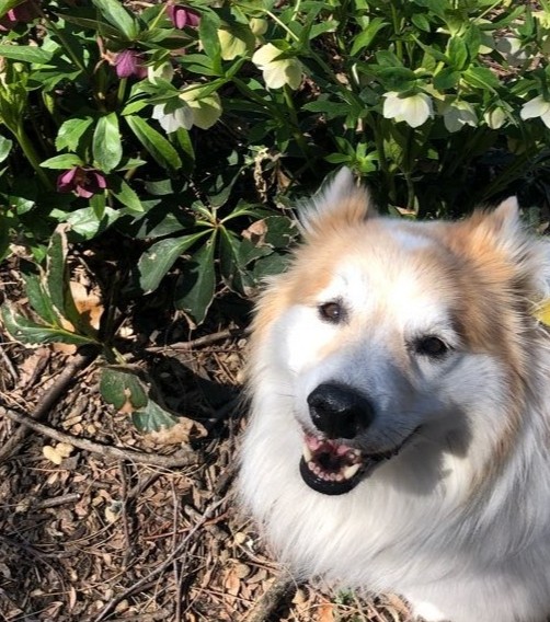 lukedogwalker's tweet photo. For every1 outside, working on the front-lines and staying inside to make it safe, thank YOU!!! How is every1 coping with all the changes to #UWS life? Are you giving your #dog enough #exercise? Up playtime and see the difference! #wemissyourpups #woof #pup #lukedogwalkernyc https://t.co/oYHBl4RIhg