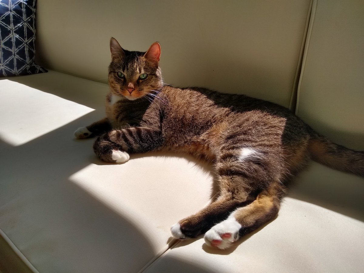 My new co-worker is supporting me as I plan for our first official week of remote teaching!  We're all in this adventure together! <a href="/AdamsYRES/">Adams Elementary</a> #pilotingdreams #TeamworkTuesday