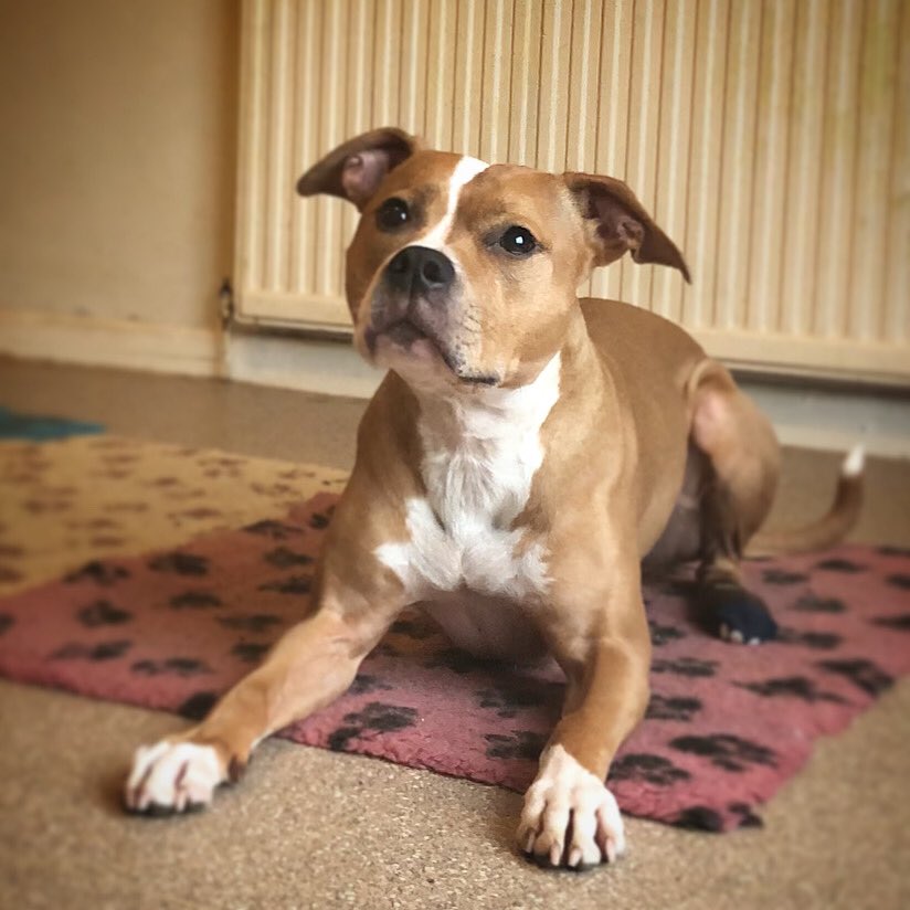 nicola_dillon's tweet image. We love #rawfood #deliveryday This will keep the dogs going for a little while. Thank you @ProdogRaw for another speedy delivery and for the Easter bangers! 
#rawvolution #rawbellion #prodograw #powerofraw #poweredbyraw