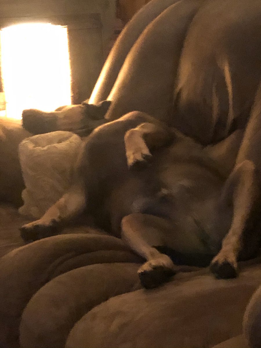 TribeTrack's tweet image. Decided to take the dogs for a walk. Found out quickly that Graycie would be anchor on a relay and Moose would be sent to Coach Hodnett to throw. Both needed to make up a team!#canyouguesswhoiswho