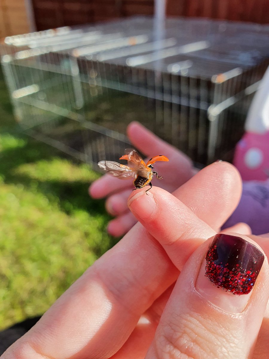 First ladybird! She loved it and was scared at first but was so brave